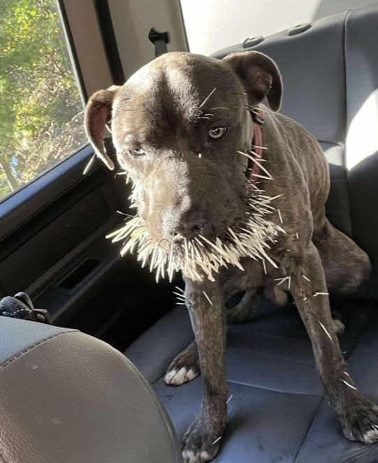 Quill - SWEET AND PLAYFUL!, a Adoptable mixed breed in Berkeley Springs, WV image 4/4