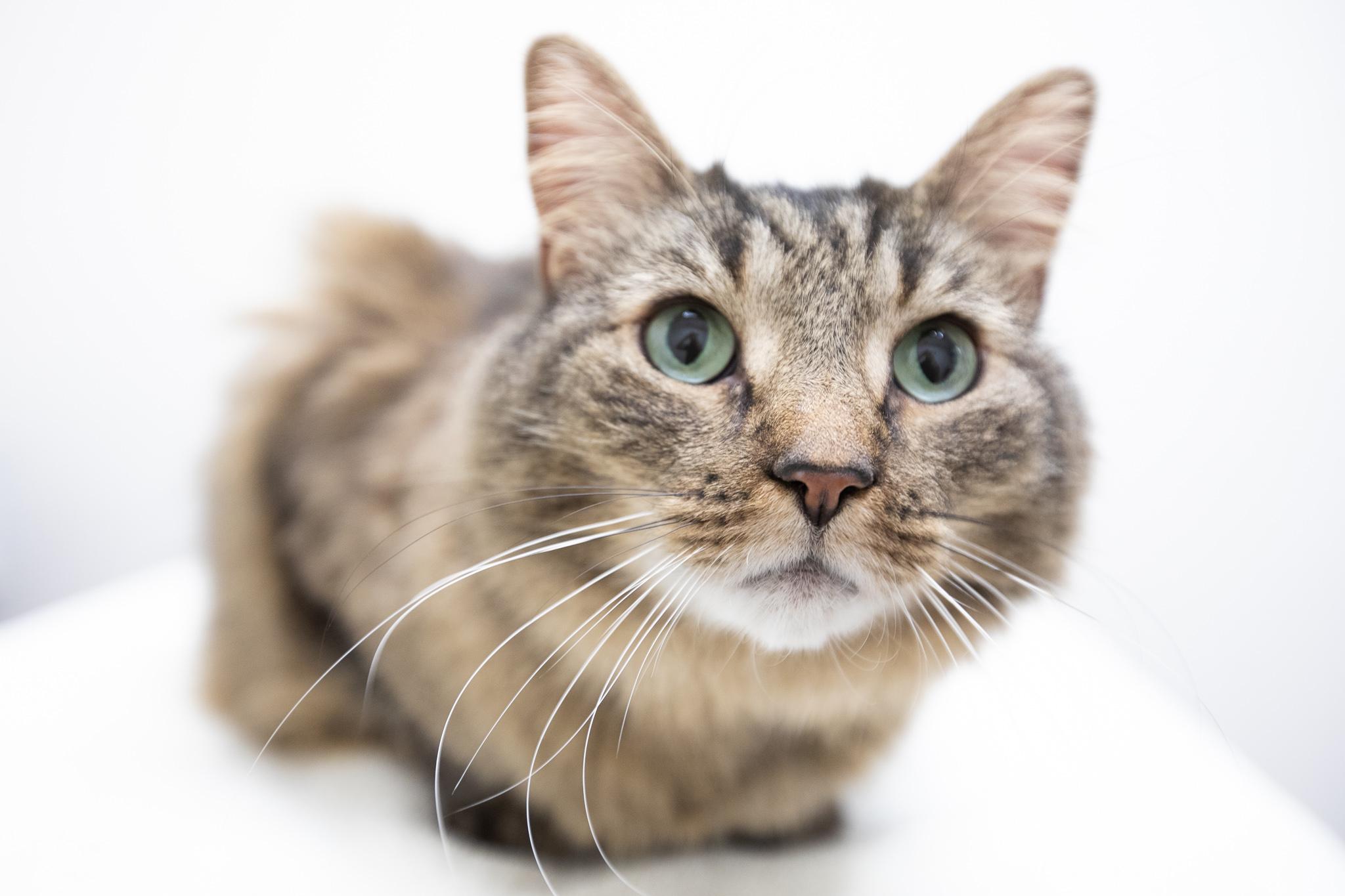 Enlarge Coconut, a ADOPTABLE Domestic Long Hair in Montclair, NJ image 1/6
