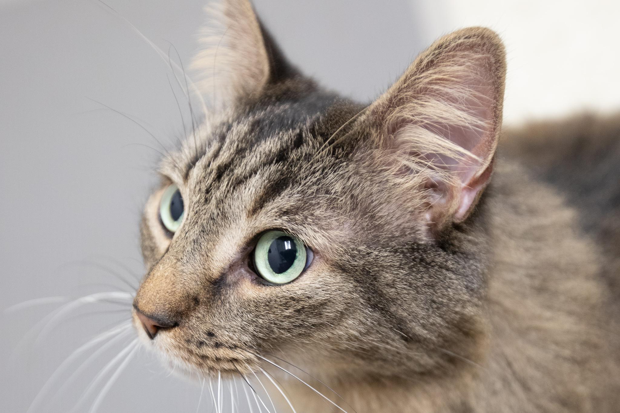 Enlarge Coconut, a ADOPTABLE Domestic Long Hair in Montclair, NJ image 5/6