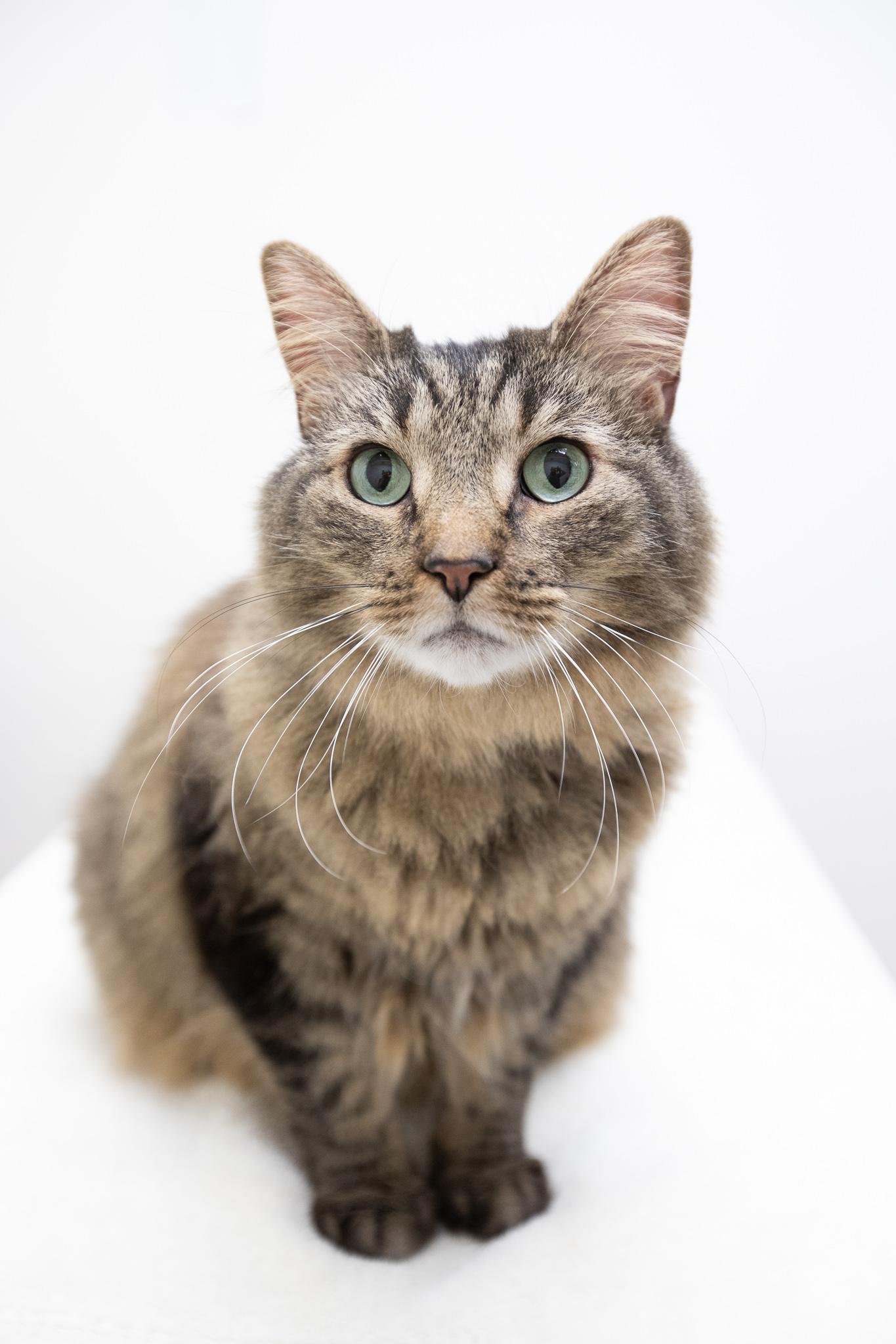 Enlarge Coconut, a ADOPTABLE Domestic Long Hair in Montclair, NJ image 4/6