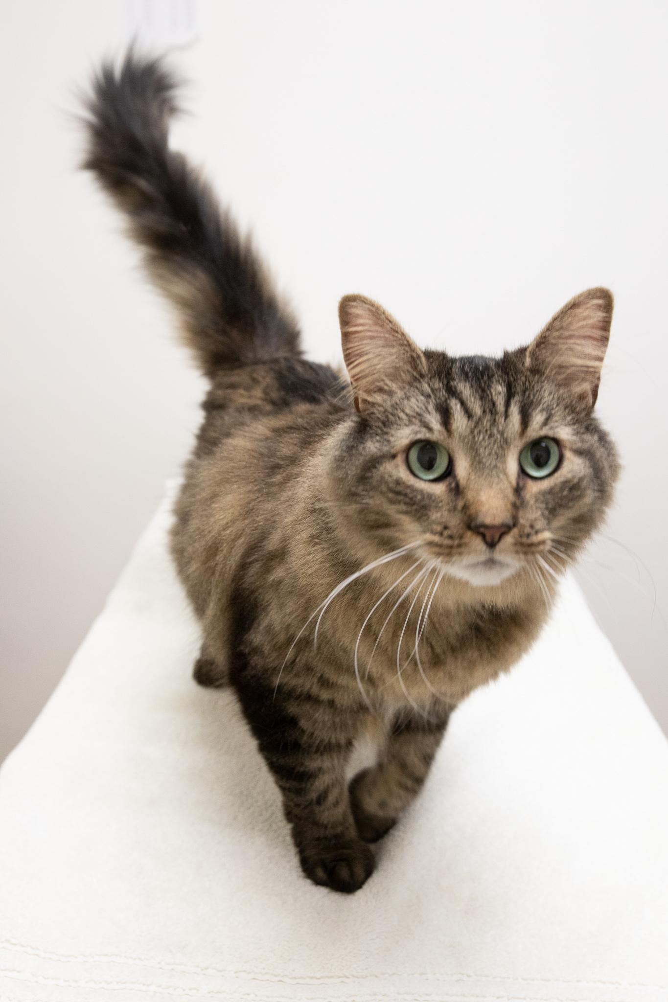 Enlarge Coconut, a ADOPTABLE Domestic Long Hair in Montclair, NJ image 2/6