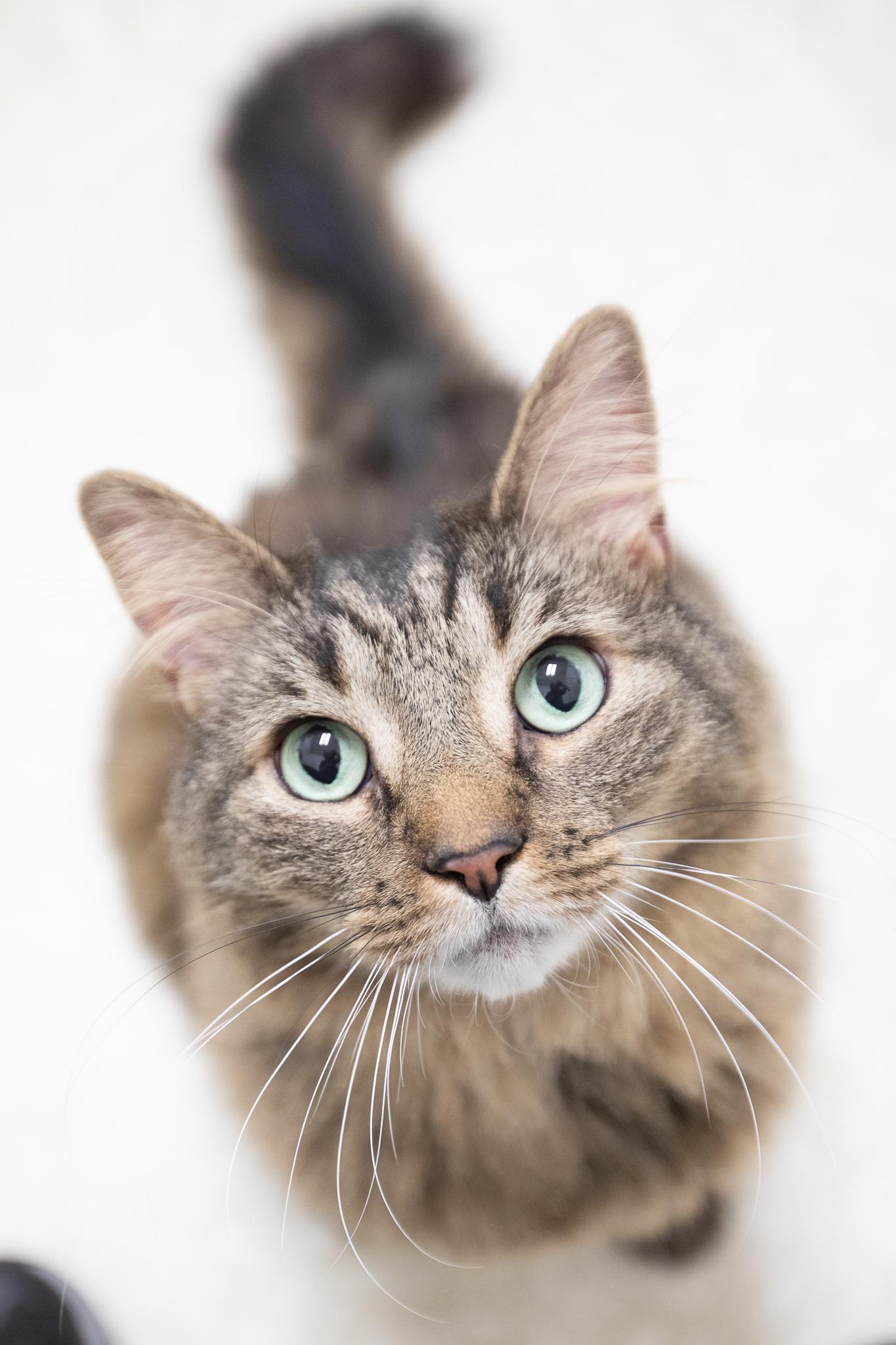 Enlarge Coconut, a ADOPTABLE Domestic Long Hair in Montclair, NJ image 3/6