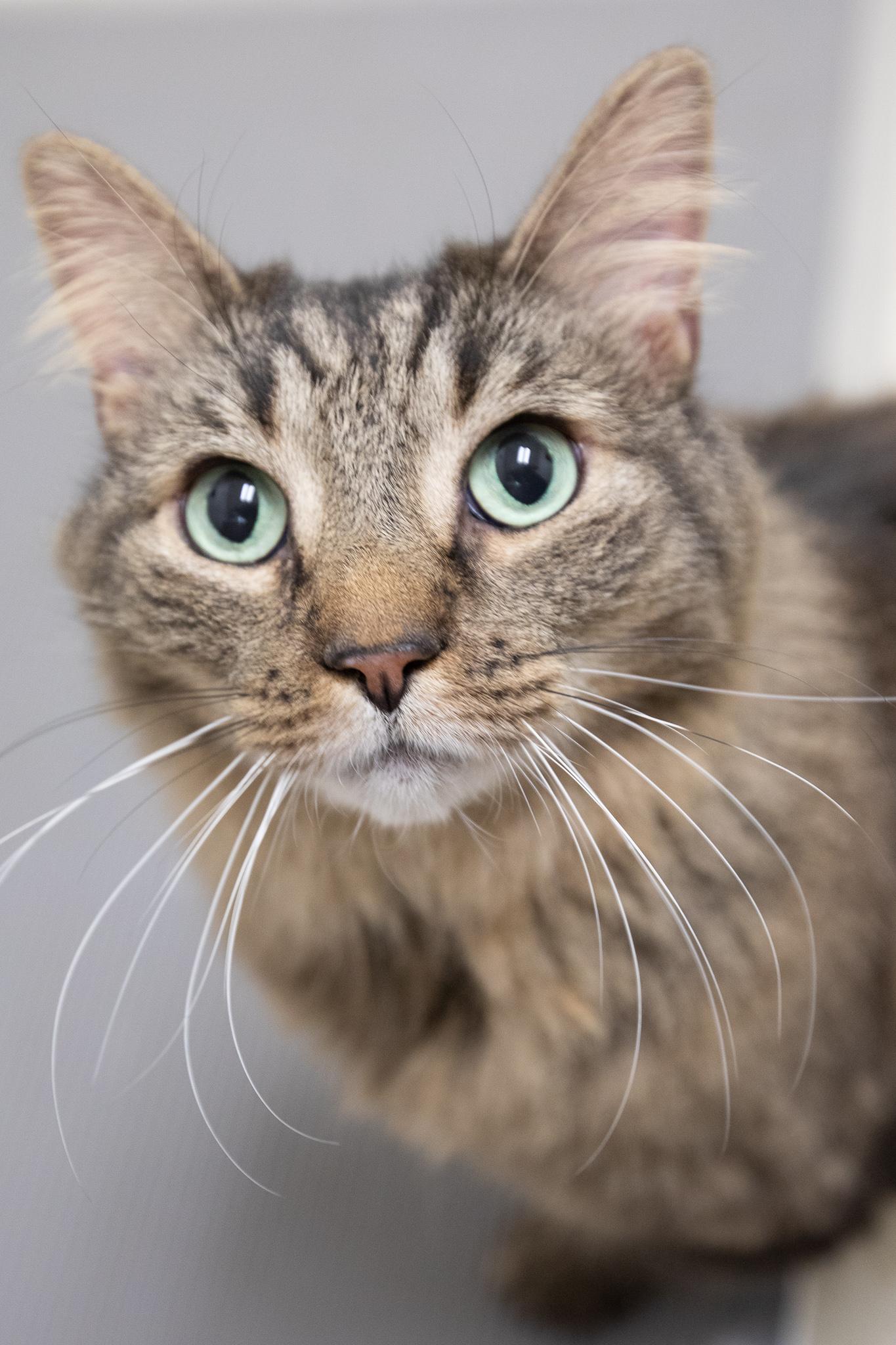 Enlarge Coconut, a ADOPTABLE Domestic Long Hair in Montclair, NJ image 6/6