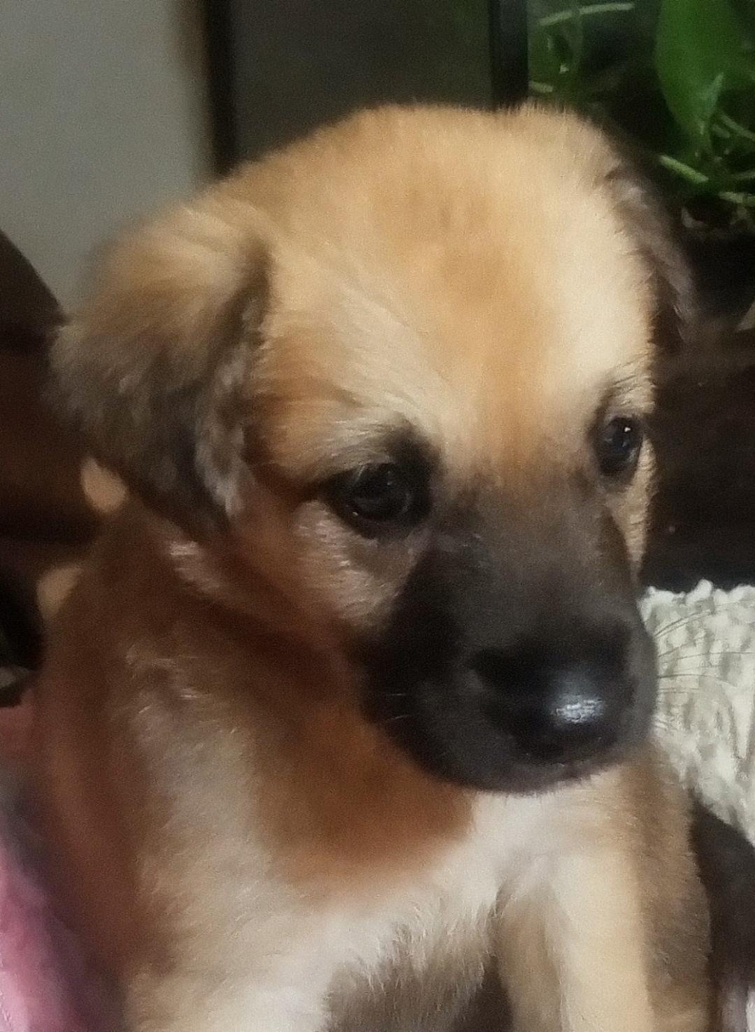 Natalie, a ADOPTABLE mixed breed in Silsbee, TX image 5/5