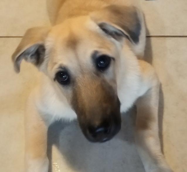 Natalie, Adoptable, Young Female German Shepherd Dog & Mixed Breed.