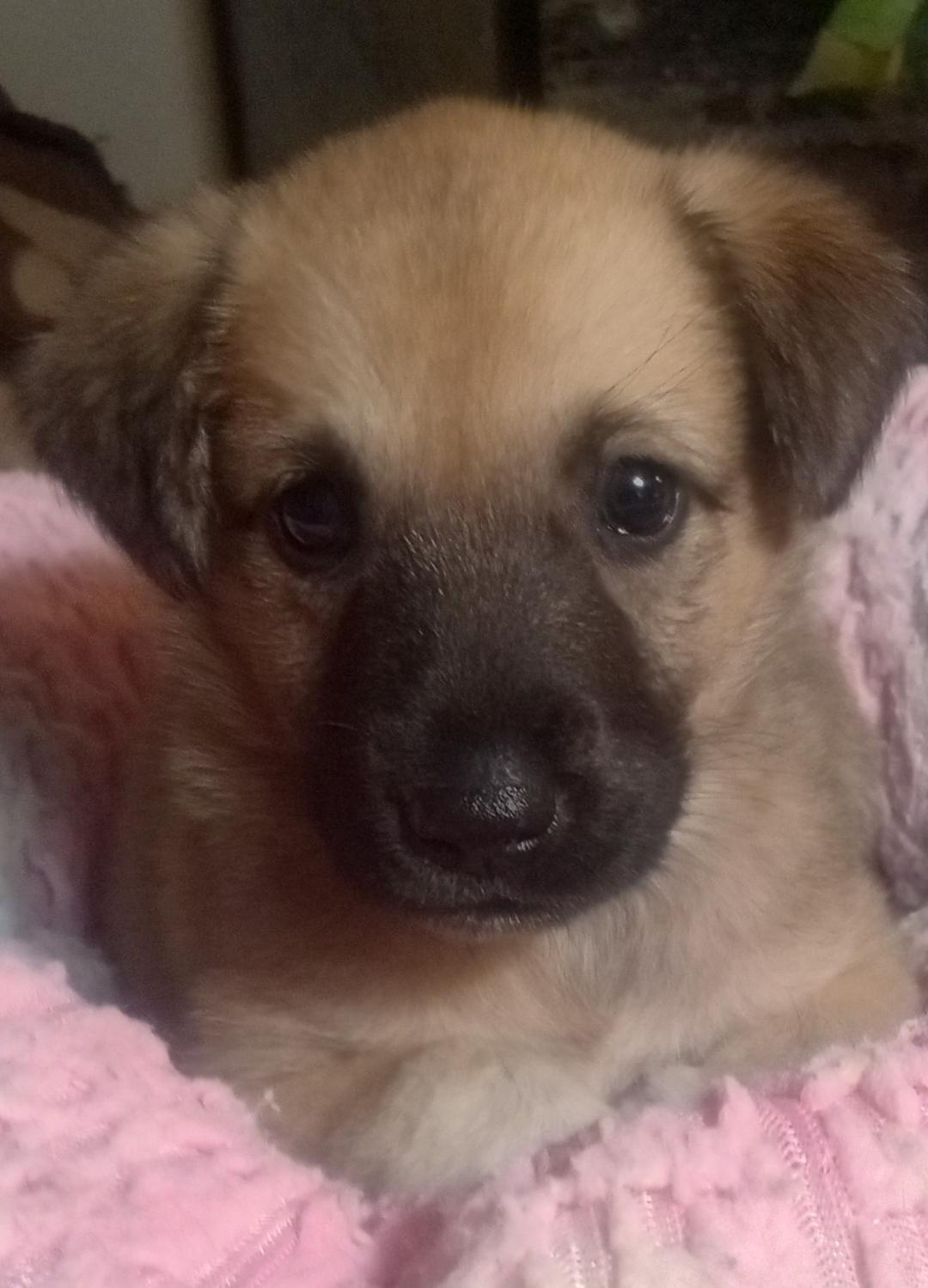 Natalie, a ADOPTABLE mixed breed in Silsbee, TX image 2/5