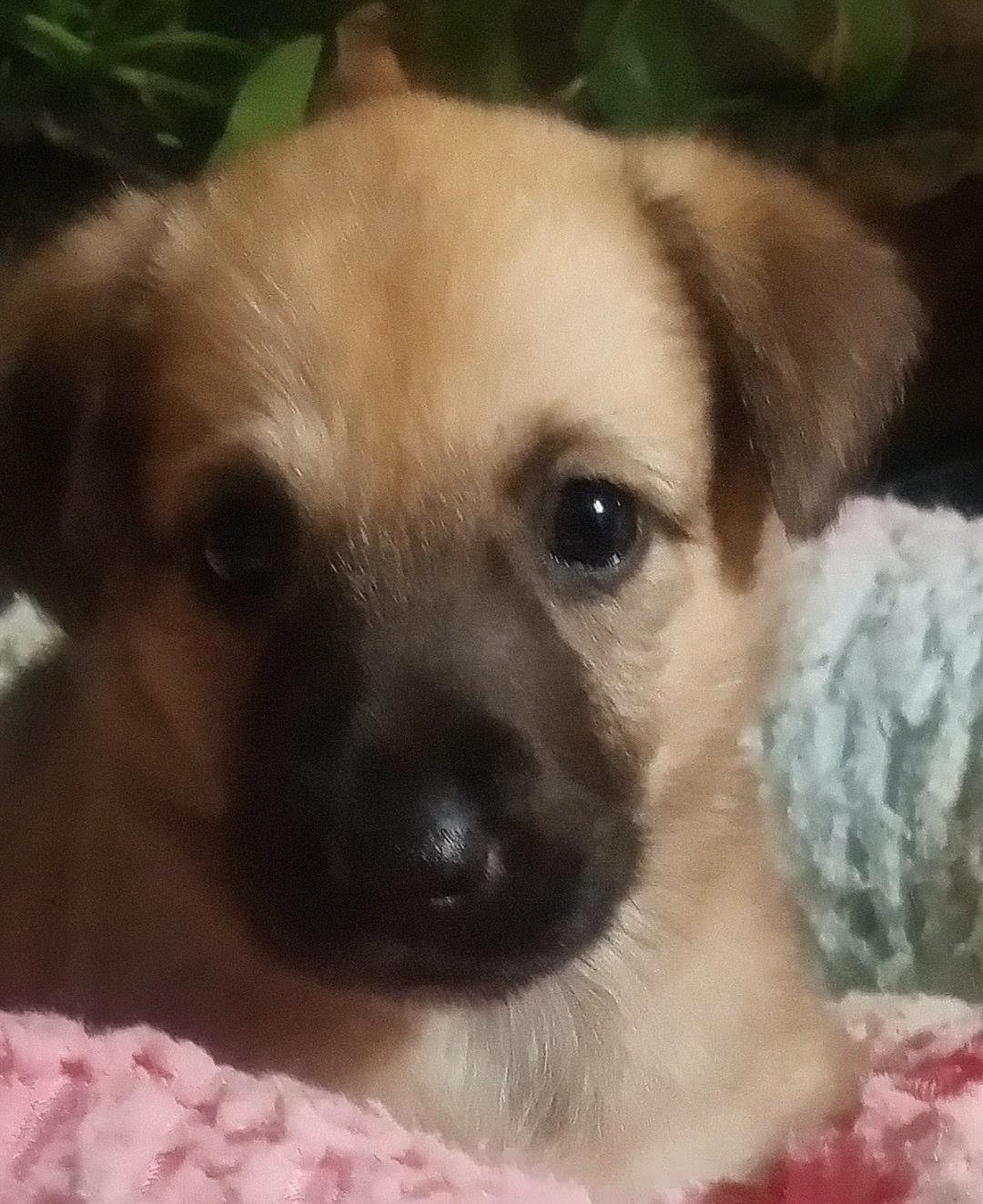 Natalie, ADOPTABLE, Puppy Female Mixed Breed.