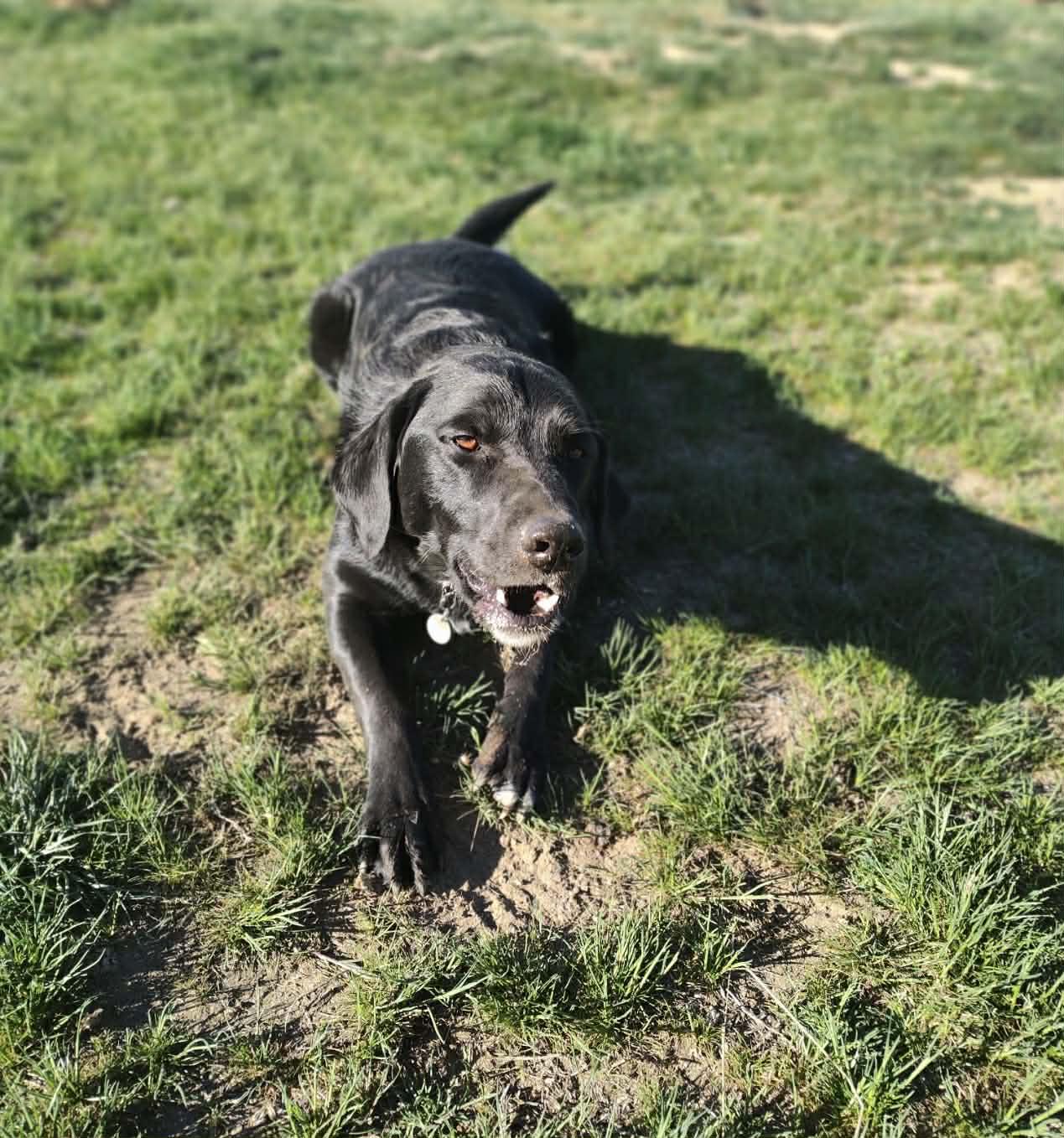 Changus , adopted, Young Male Black Labrador Retriever.