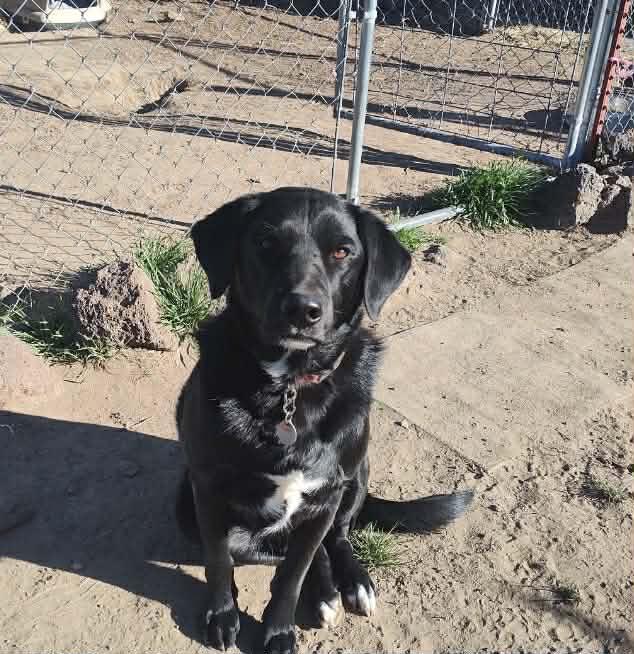 Enlarge Changus , an adopted mixed breed in Bend, OR image 2/2