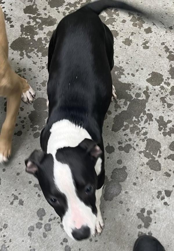 Enlarge Taylor, a Adoptable mixed breed in Novato, CA image 1/2