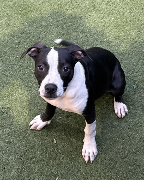 Enlarge Taylor, a Adoptable mixed breed in Novato, CA image 2/2