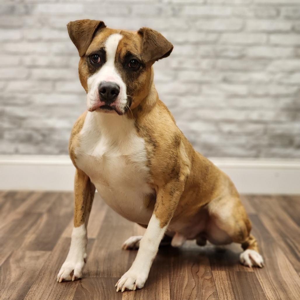 Bob, Adoptable, Adult Male Terrier & Mixed Breed.