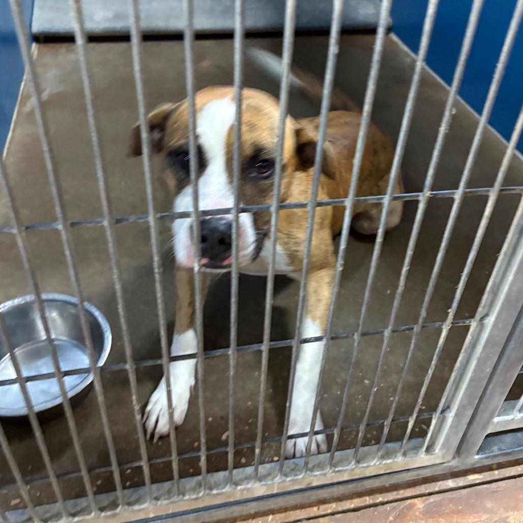 Bob, a Adoptable mixed breed in Montgomery, AL image 1/2