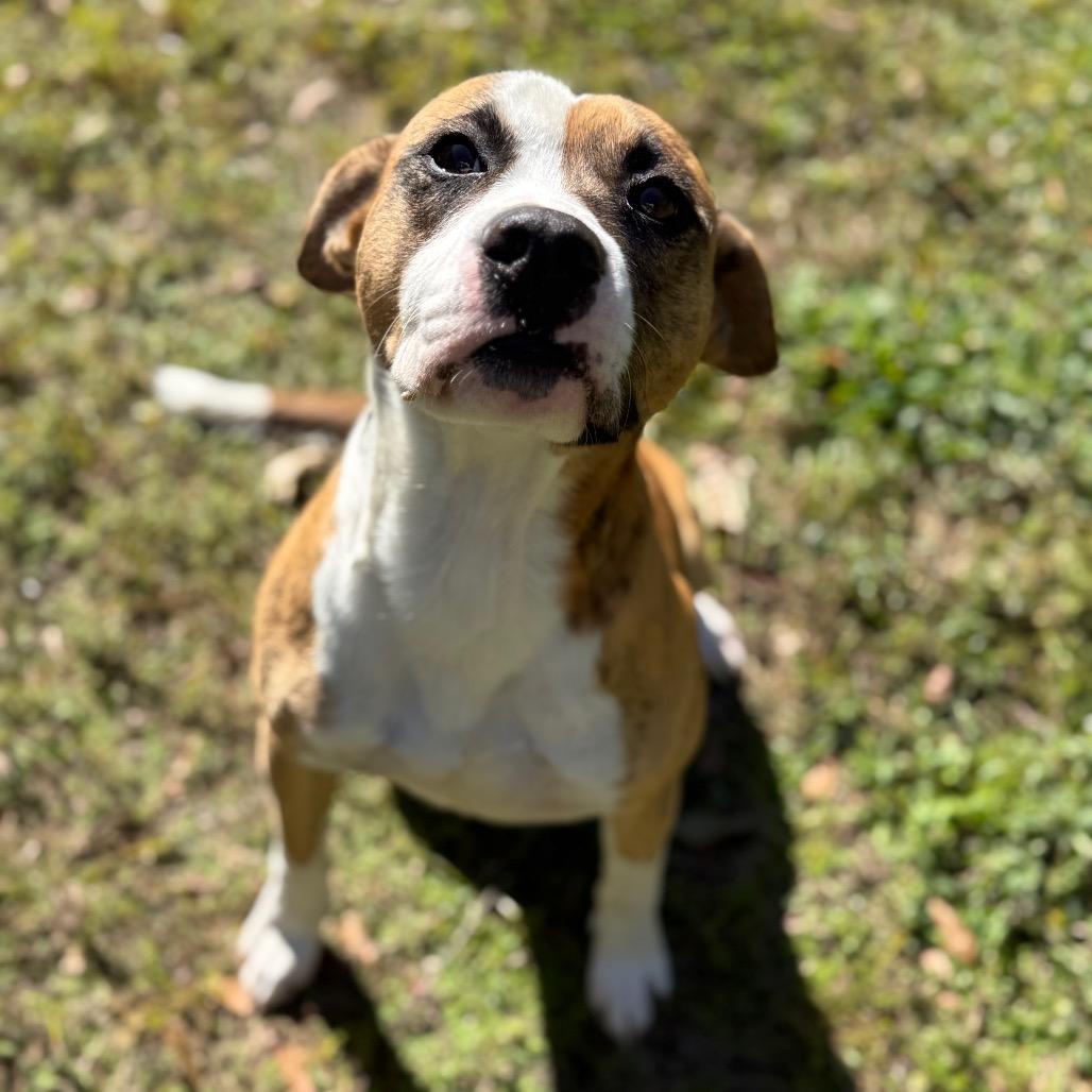 Bob, a Adoptable mixed breed in Montgomery, AL image 2/2