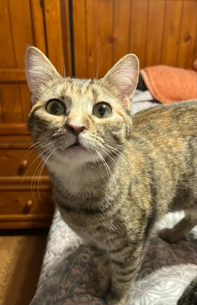 Ginny, Adoptable, Young Female Domestic Short Hair.