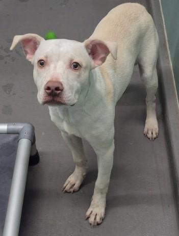 Enlarge Bingo, a ADOPTABLE mixed breed in Butte, MT image 1/1