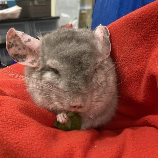 Fluffy, adopted, Senior Male Chinchilla.