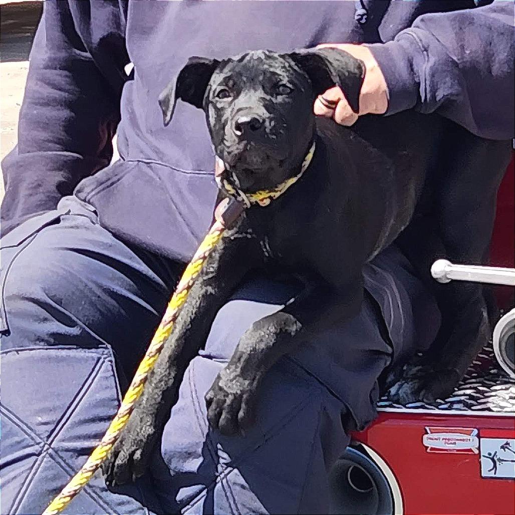 Pancake, Adoptable, Puppy Female Mixed Breed.