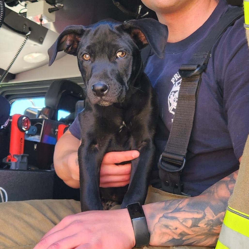Enlarge Pancake, a Adoptable Mixed Breed in Prescott, AZ image 2/5
