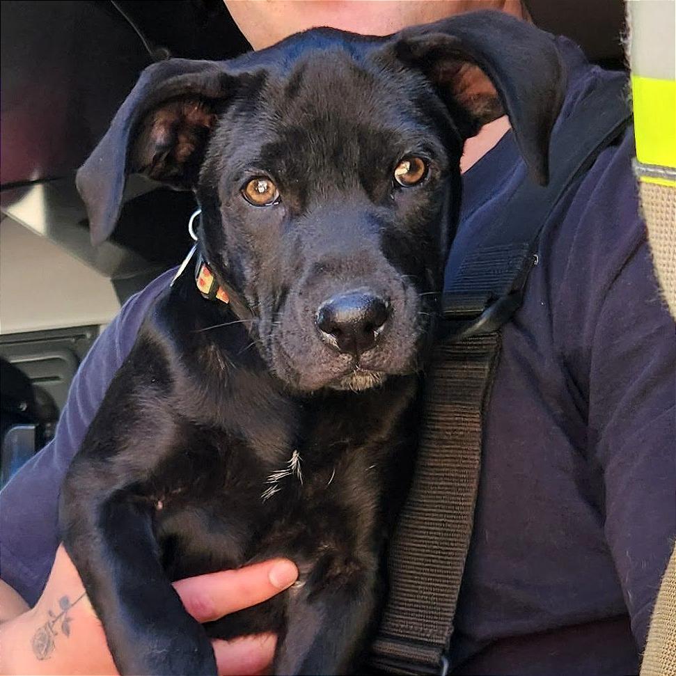 Enlarge Pancake, a Adoptable Mixed Breed in Prescott, AZ image 3/5