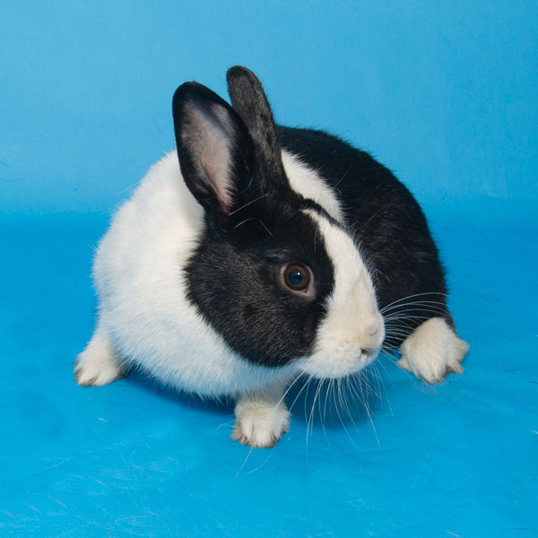 Chip, Adult Male Bunny Rabbit