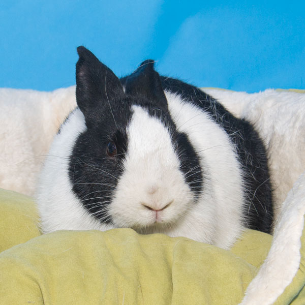 Enlarge Chip, a Adoptable Bunny Rabbit in Whittaker, MI image 2/3