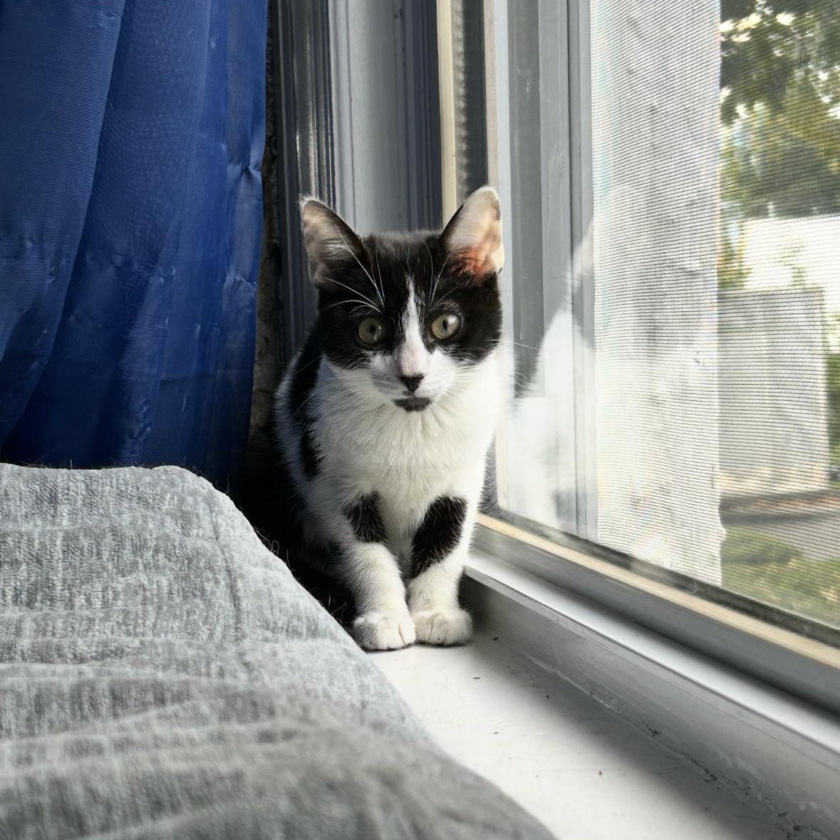 King Julian, a Adoptable Tuxedo in Westville, NJ image 1/4