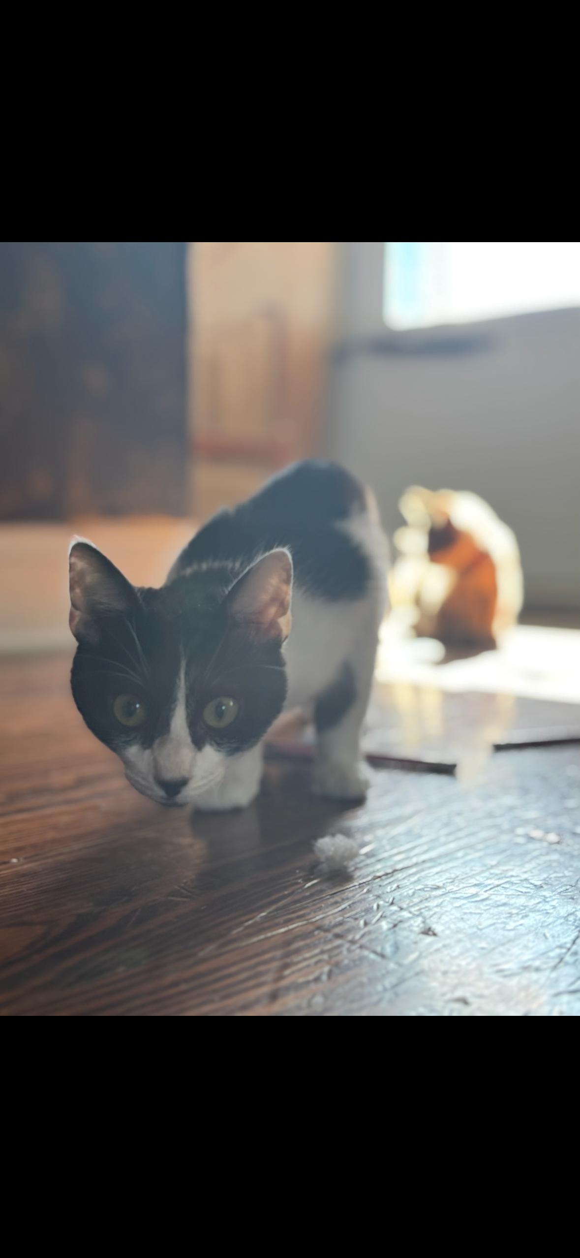 King Julian, a Adoptable Tuxedo in Westville, NJ image 2/4