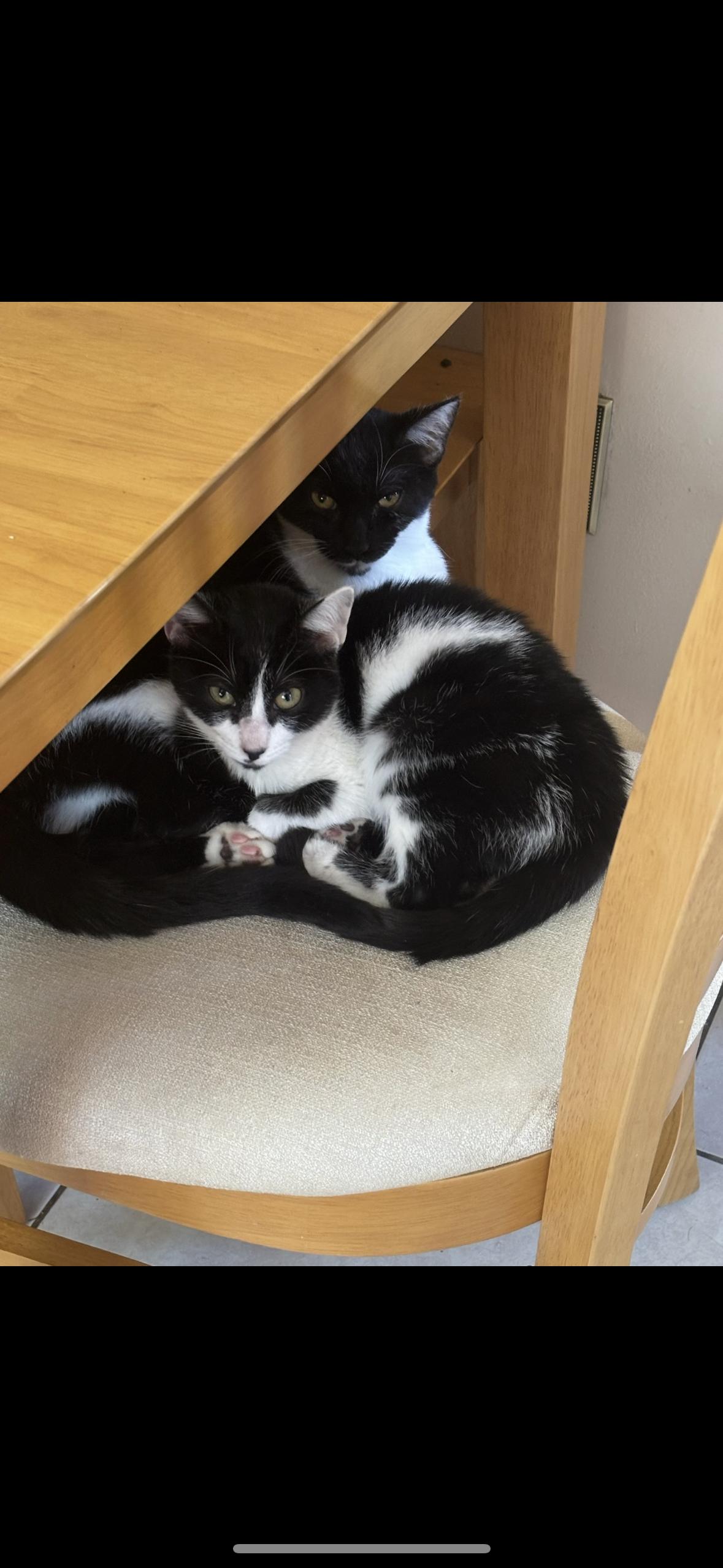 King Julian, a Adoptable Tuxedo in Westville, NJ image 3/4