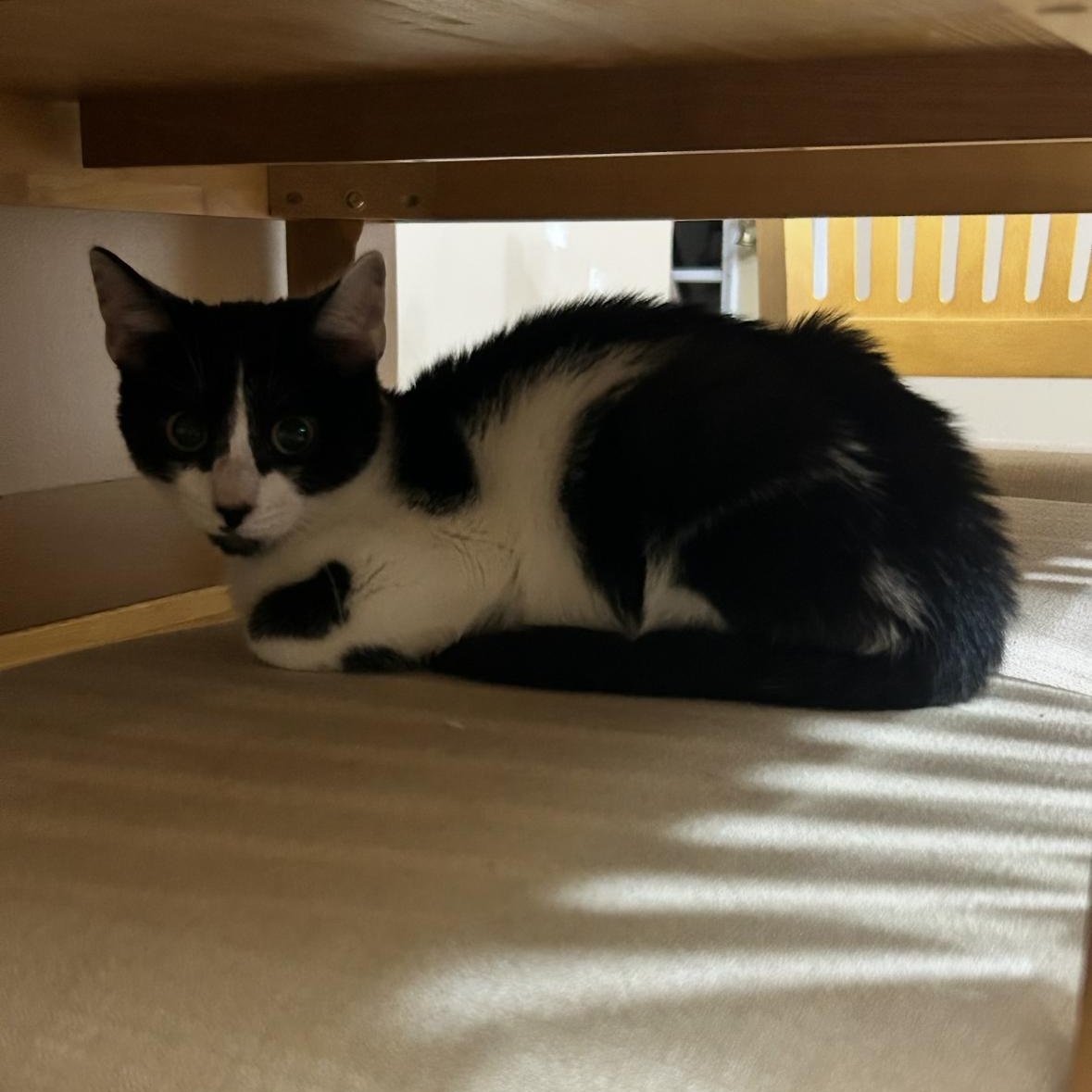 King Julian, a Adoptable Tuxedo in Westville, NJ image 4/4