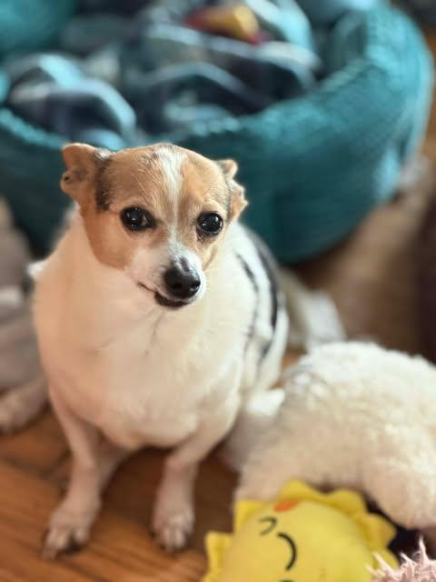 Enlarge Sampson *FTA*, a Adoptable Jack Russell Terrier in Ashville, OH image 2/3