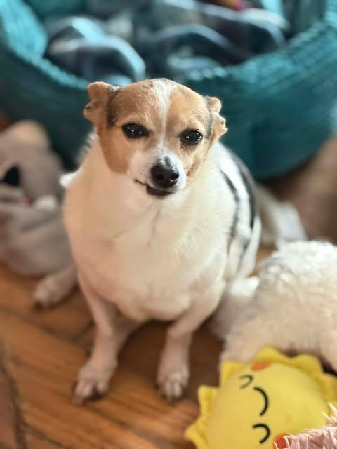 Enlarge Sampson *FTA*, a Adoptable Jack Russell Terrier in Ashville, OH image 3/3