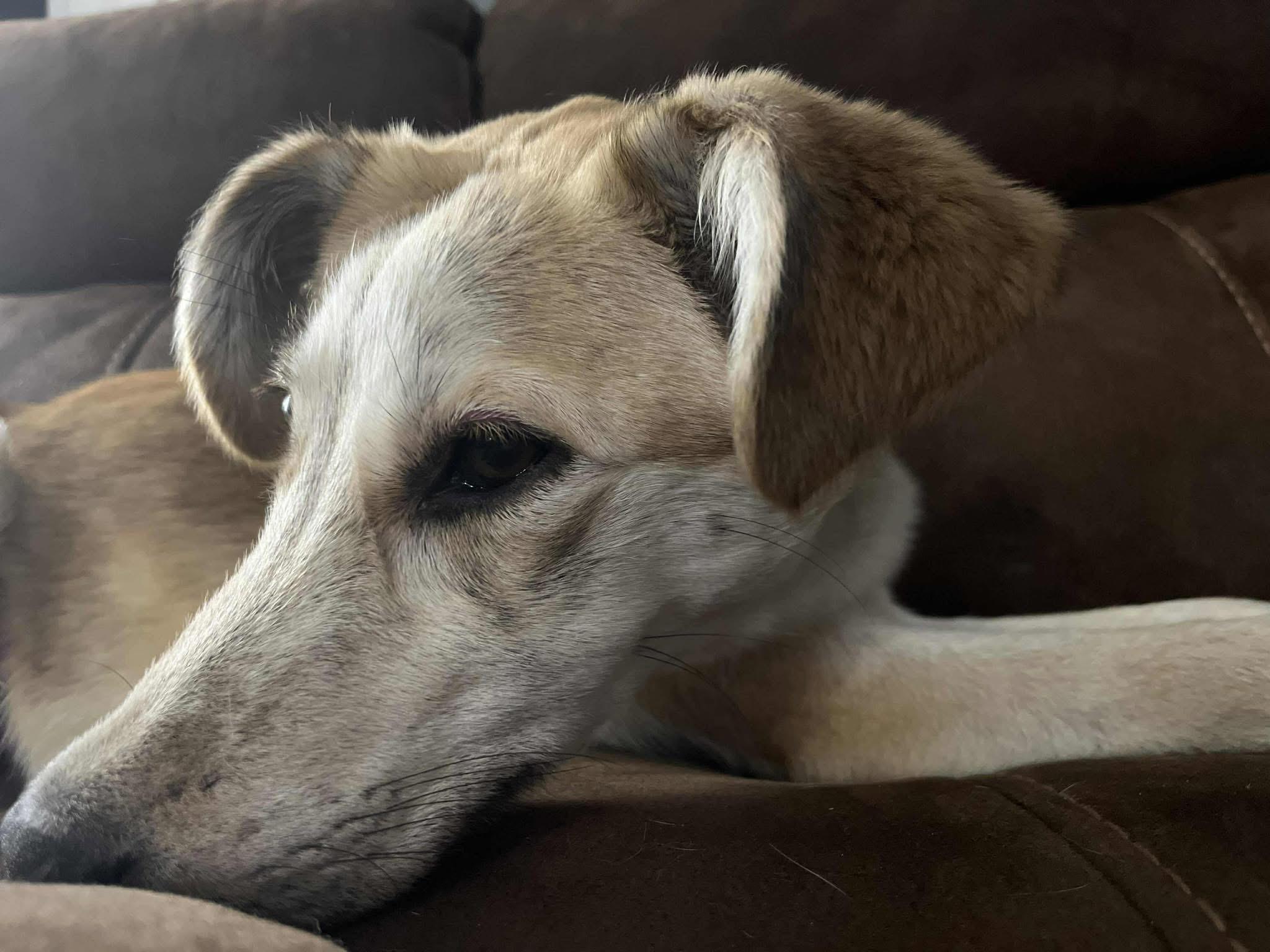 Bepsi, a Adoptable mixed breed in St Catharines, ON image 2/3