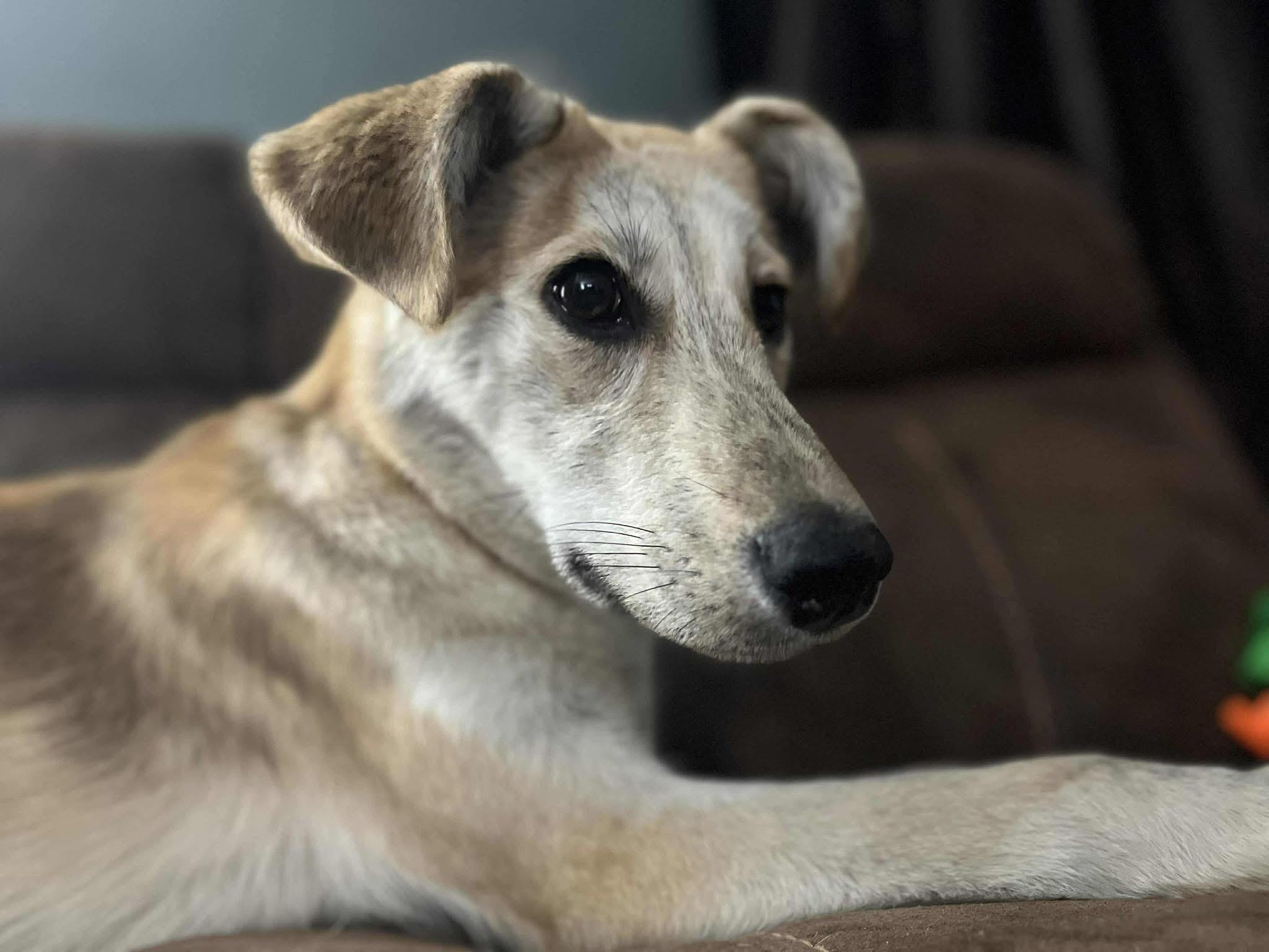 Bepsi, Adoptable, Young Male German Shepherd Dog & Husky.