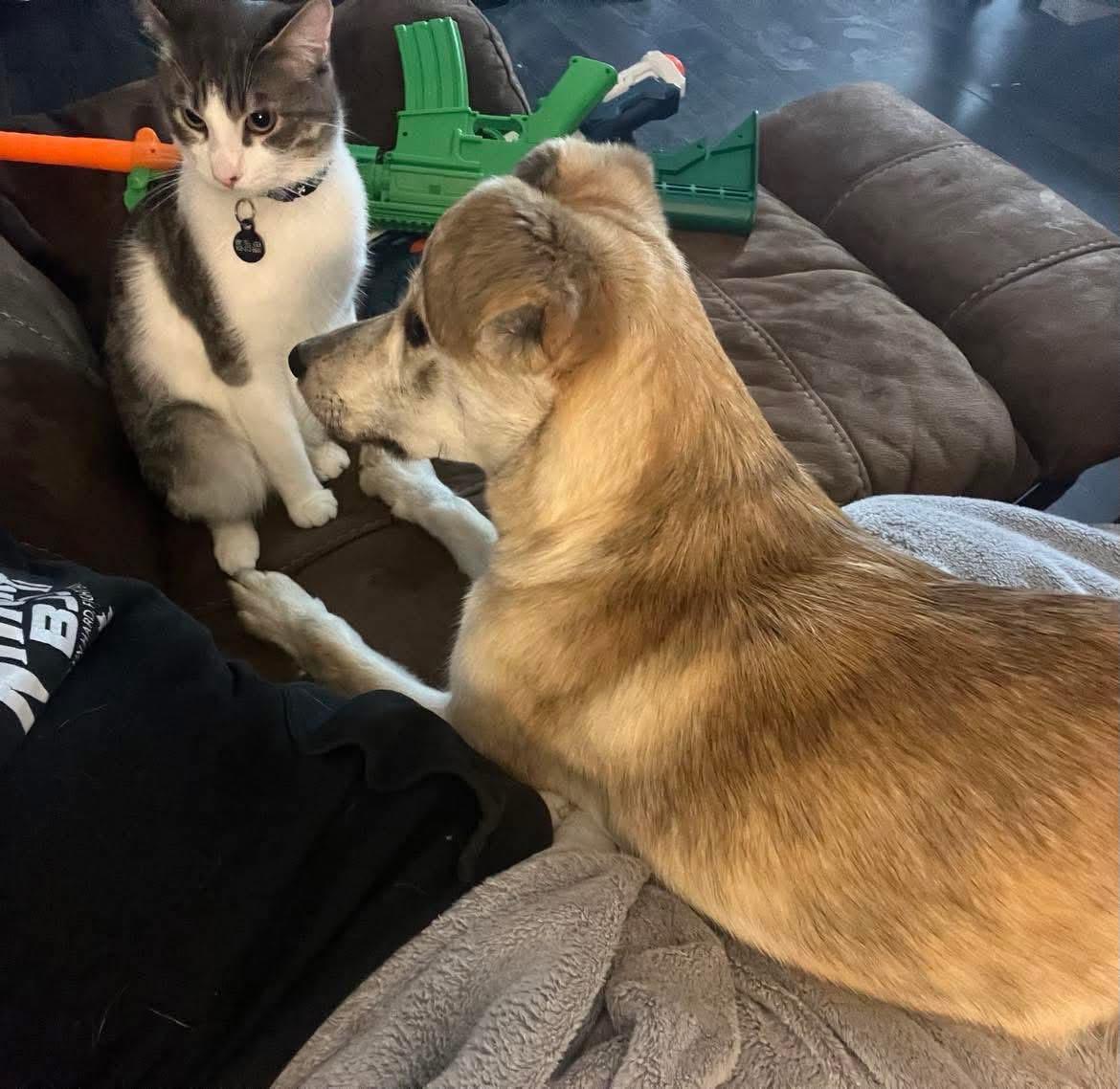 Bepsi, a Adoptable mixed breed in St Catharines, ON image 3/3