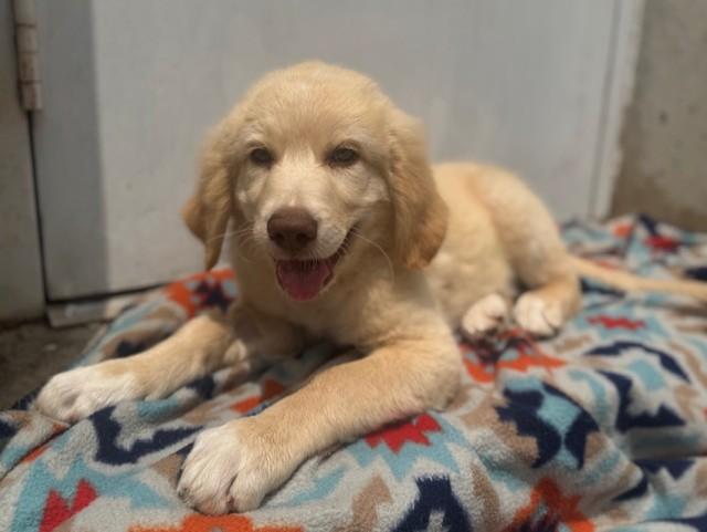 Jensen, a ADOPTABLE mixed breed in Cushing, OK image 4/4