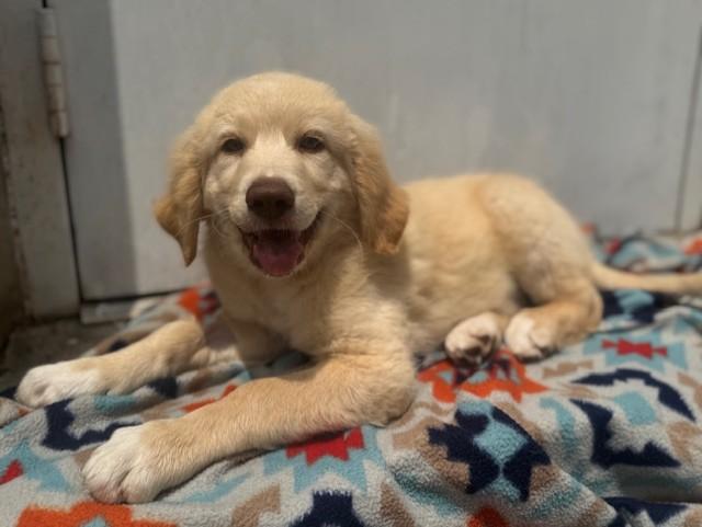 Jensen, a ADOPTABLE mixed breed in Cushing, OK image 3/4
