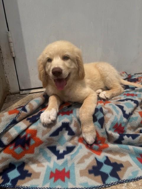 Jensen, a ADOPTABLE mixed breed in Cushing, OK image 2/4
