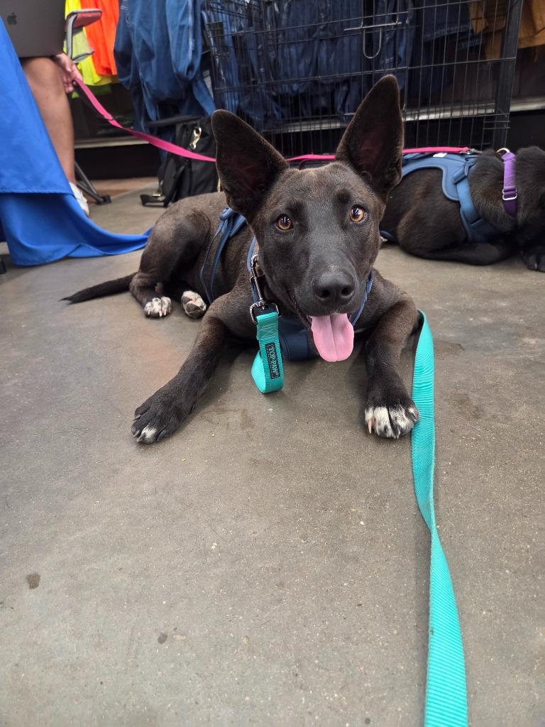 Enlarge Stella, a Adoptable mixed breed in Gilmer, TX image 3/6