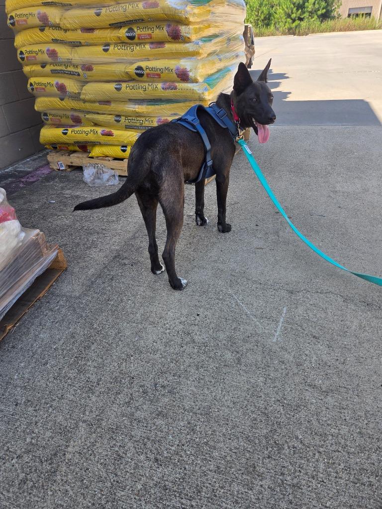 Enlarge Stella, a Adoptable mixed breed in Gilmer, TX image 4/6