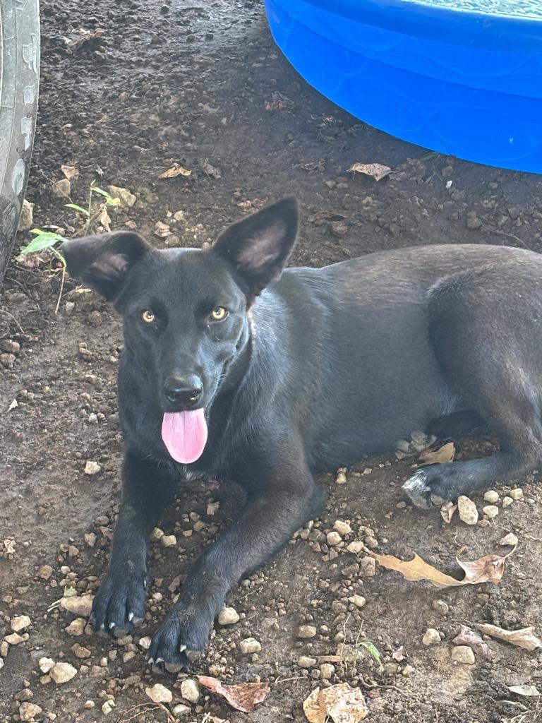 Stella, Adoptable, Young Female Shepherd.