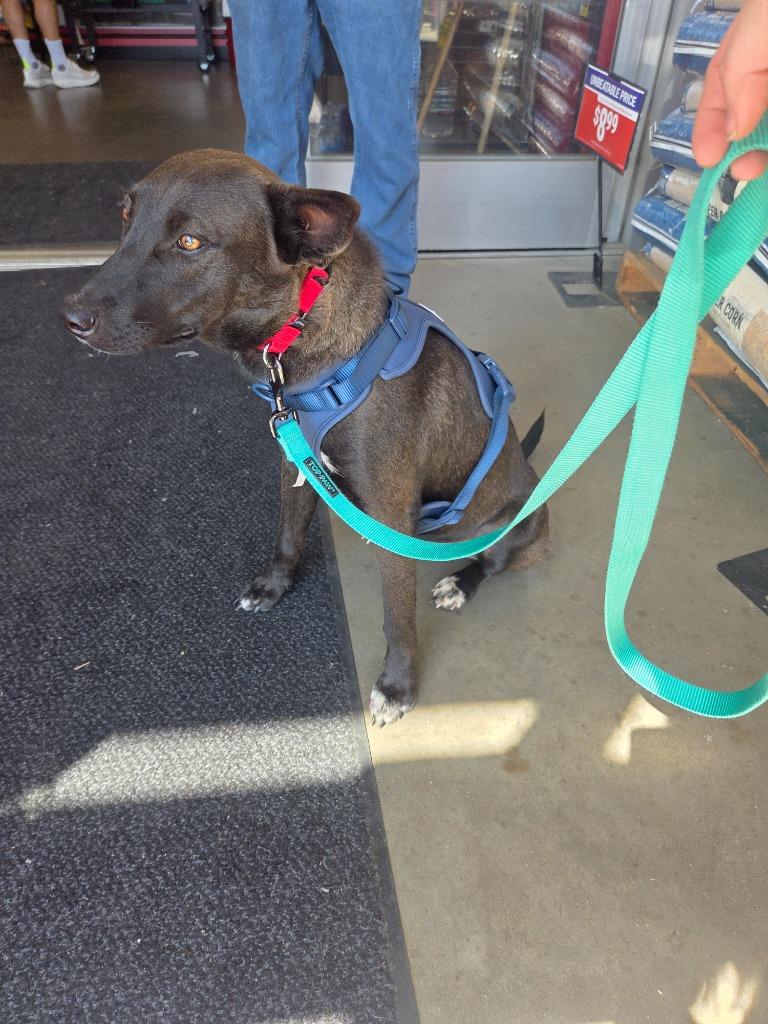 Enlarge Stella, a Adoptable mixed breed in Gilmer, TX image 6/6
