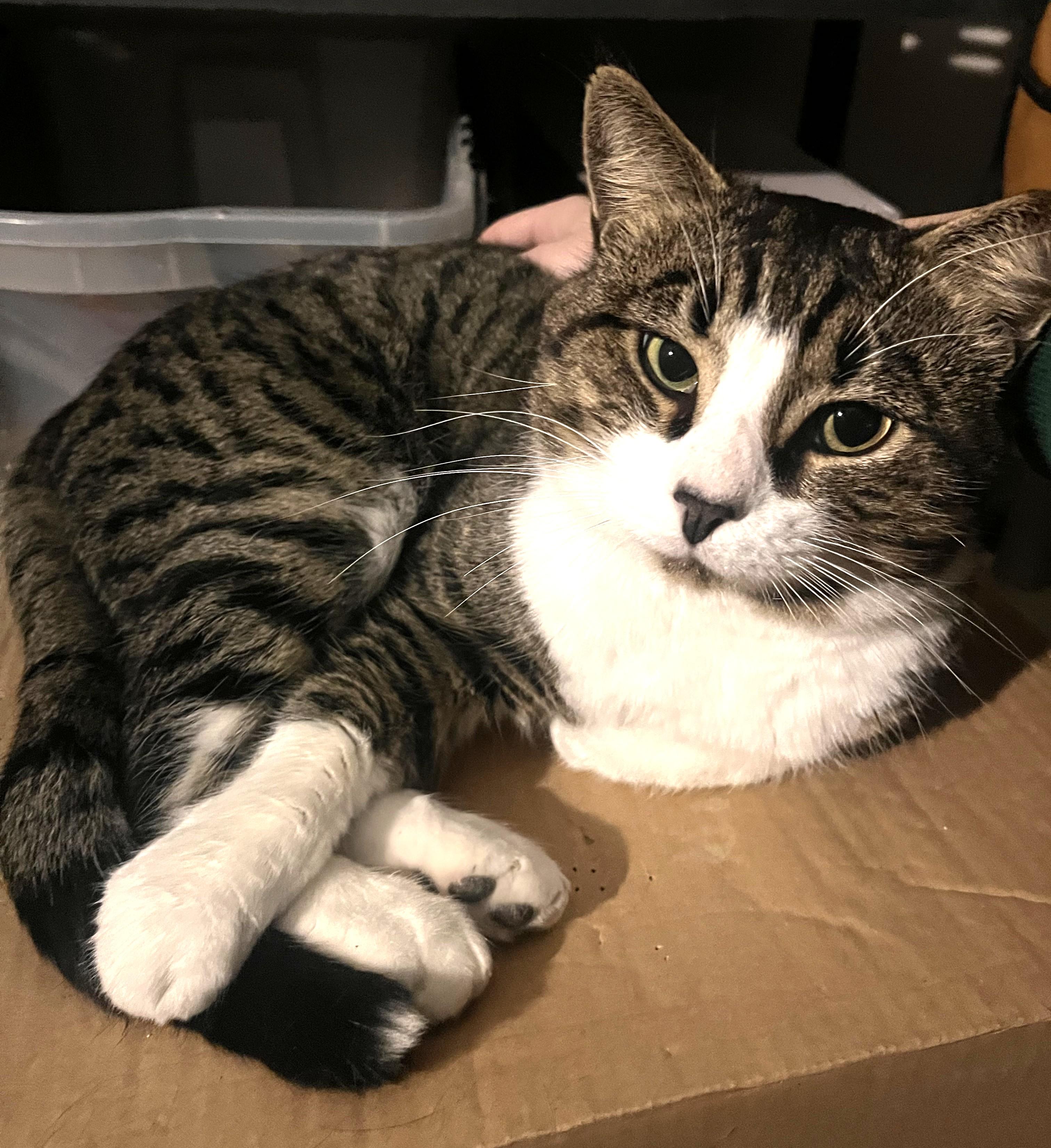 "Biggie" Big Britches, adopted, Adult Male Domestic Short Hair.