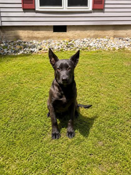 Enlarge Daisy , a ADOPTABLE mixed breed in Dahlonega, GA image 1/1