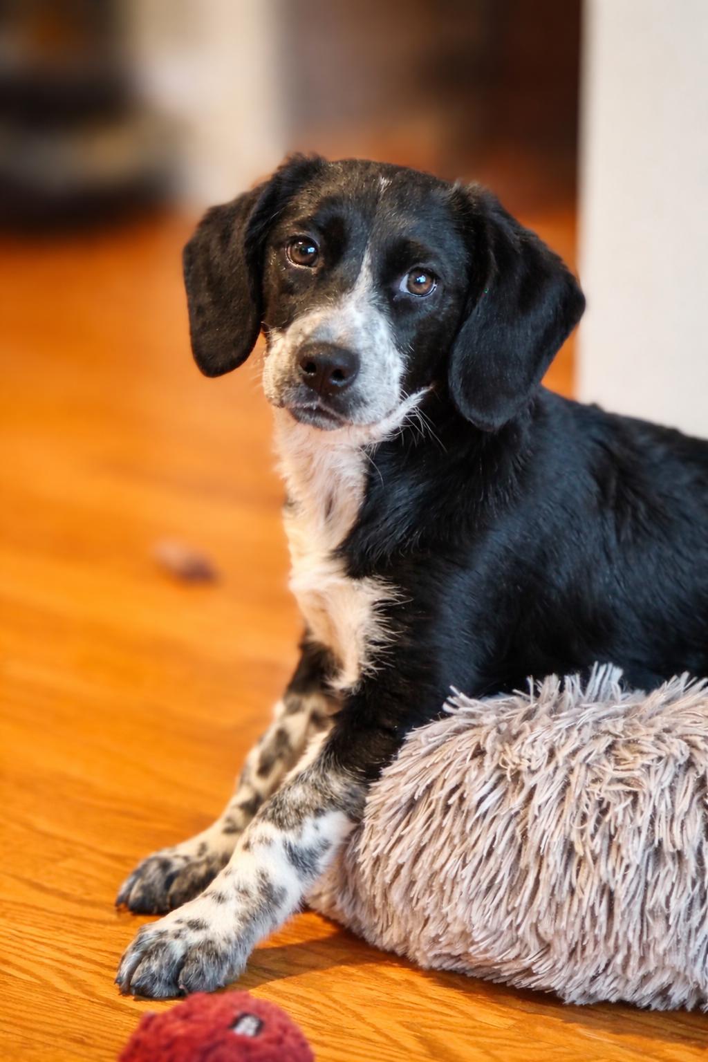 Enlarge Shamrock, a Adoptable mixed breed in Hillside, IL image 1/3