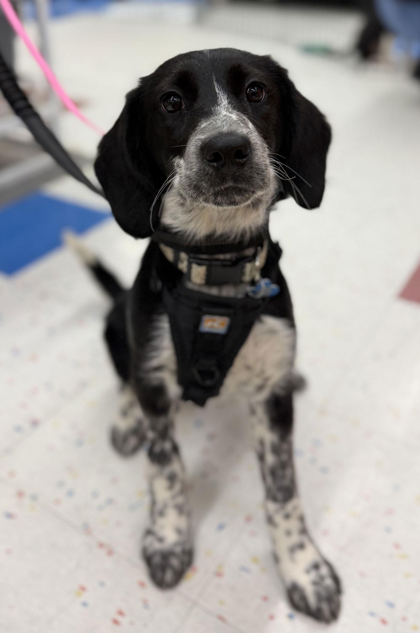 Enlarge Shamrock, a Adoptable mixed breed in Hillside, IL image 1/3