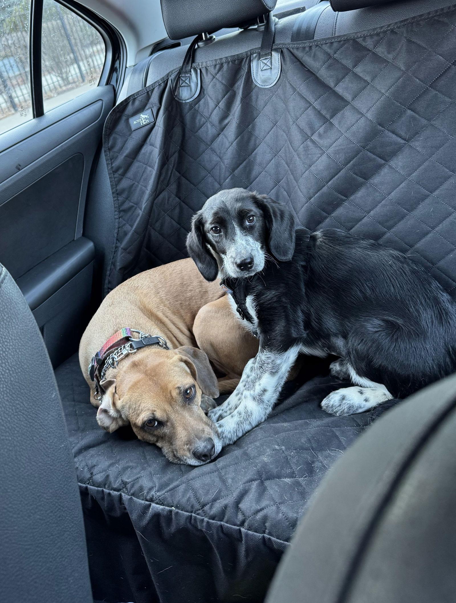 Enlarge Shamrock, a Adoptable mixed breed in Hillside, IL image 2/3