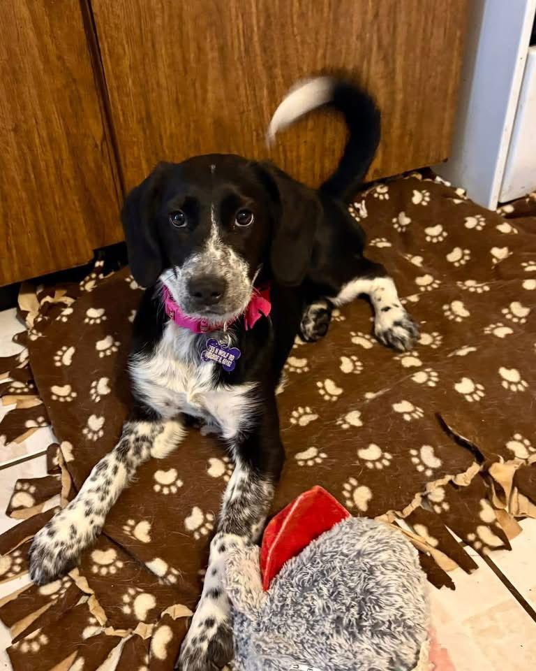 Enlarge Shamrock, a Adoptable mixed breed in Hillside, IL image 2/3