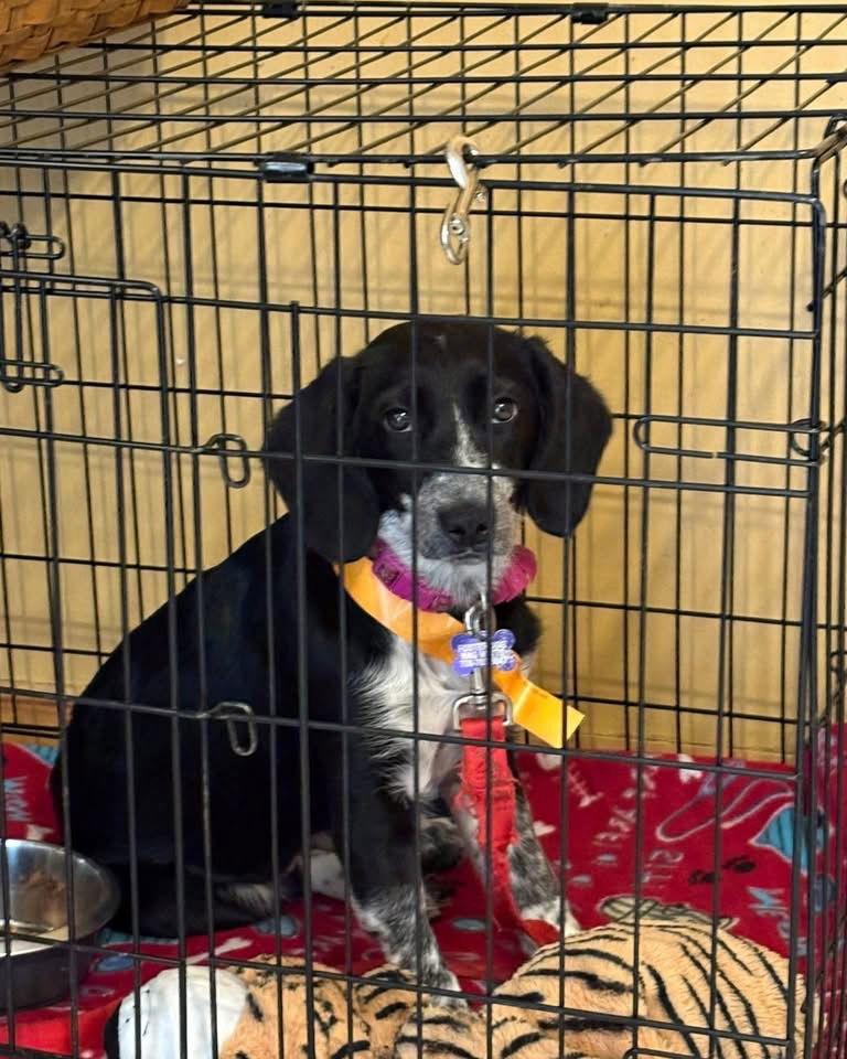 Enlarge Shamrock, a Adoptable mixed breed in Hillside, IL image 3/3