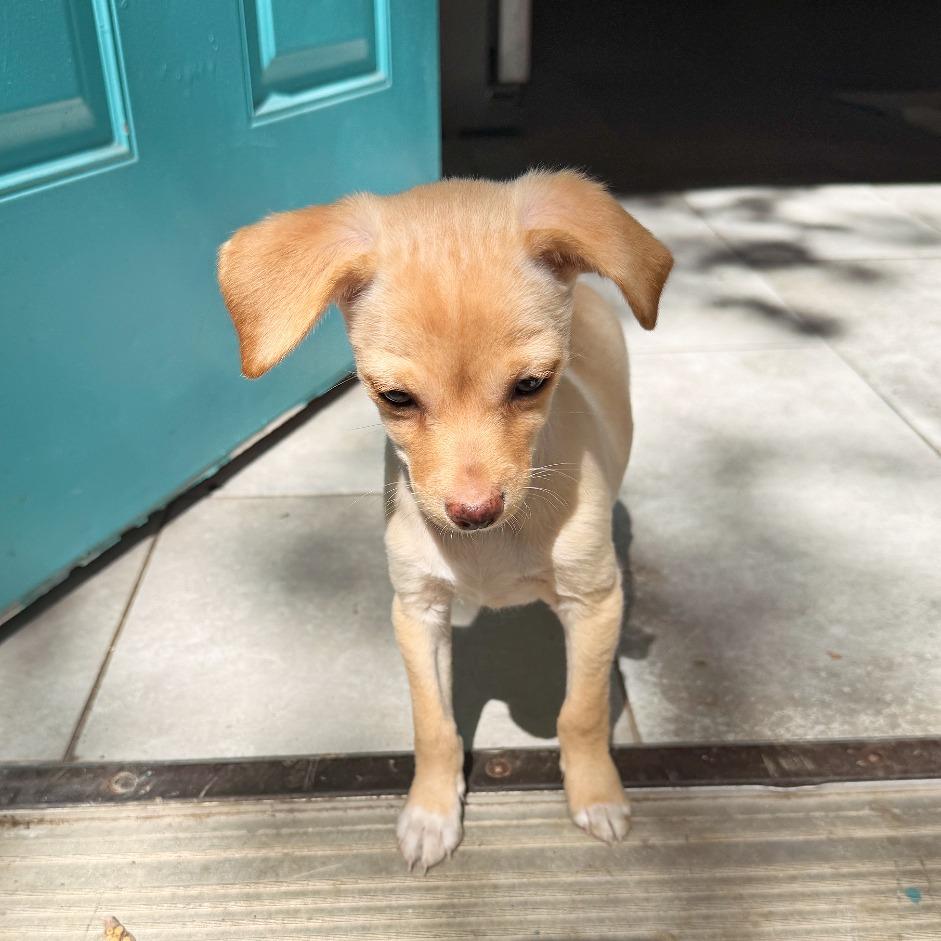 Poboy, Adopted, Puppy Male Chihuahua & Mixed Breed.